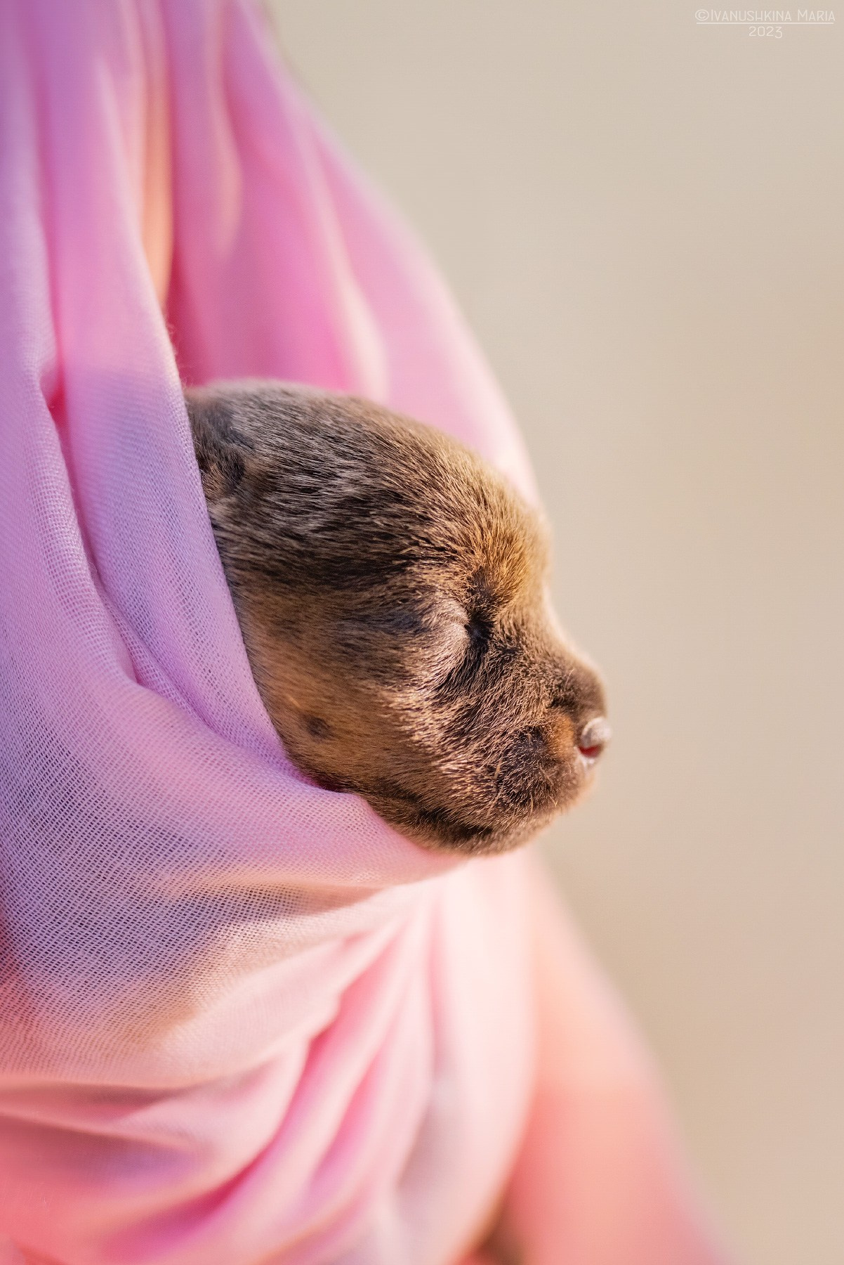Ньюборн фотосессия щенков. Фотограф собак в Москве и Московской области Иванушкина Мария