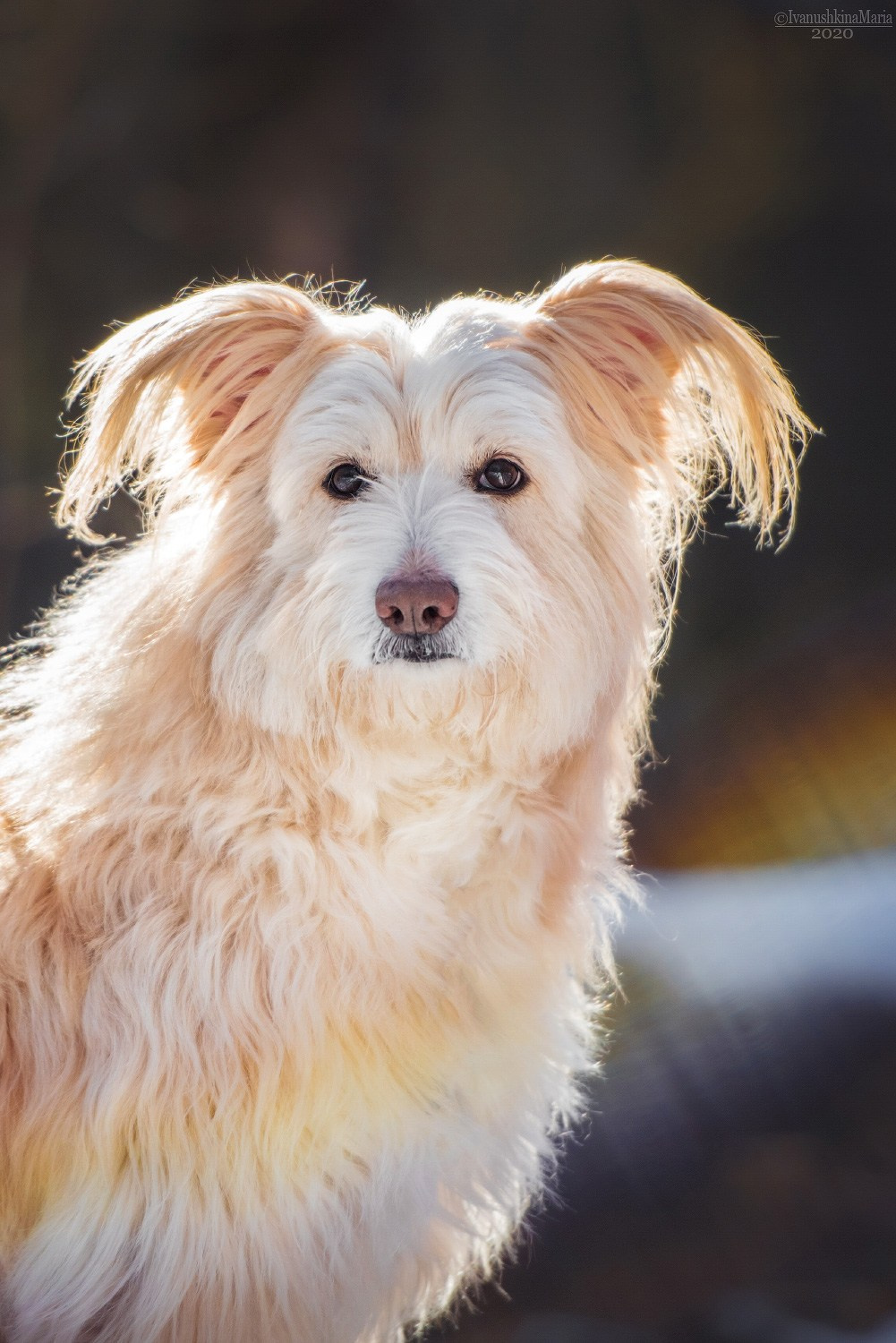 Фотограф-анималист. Фотограф собак в Москве и Московской области Иванушкина Мария