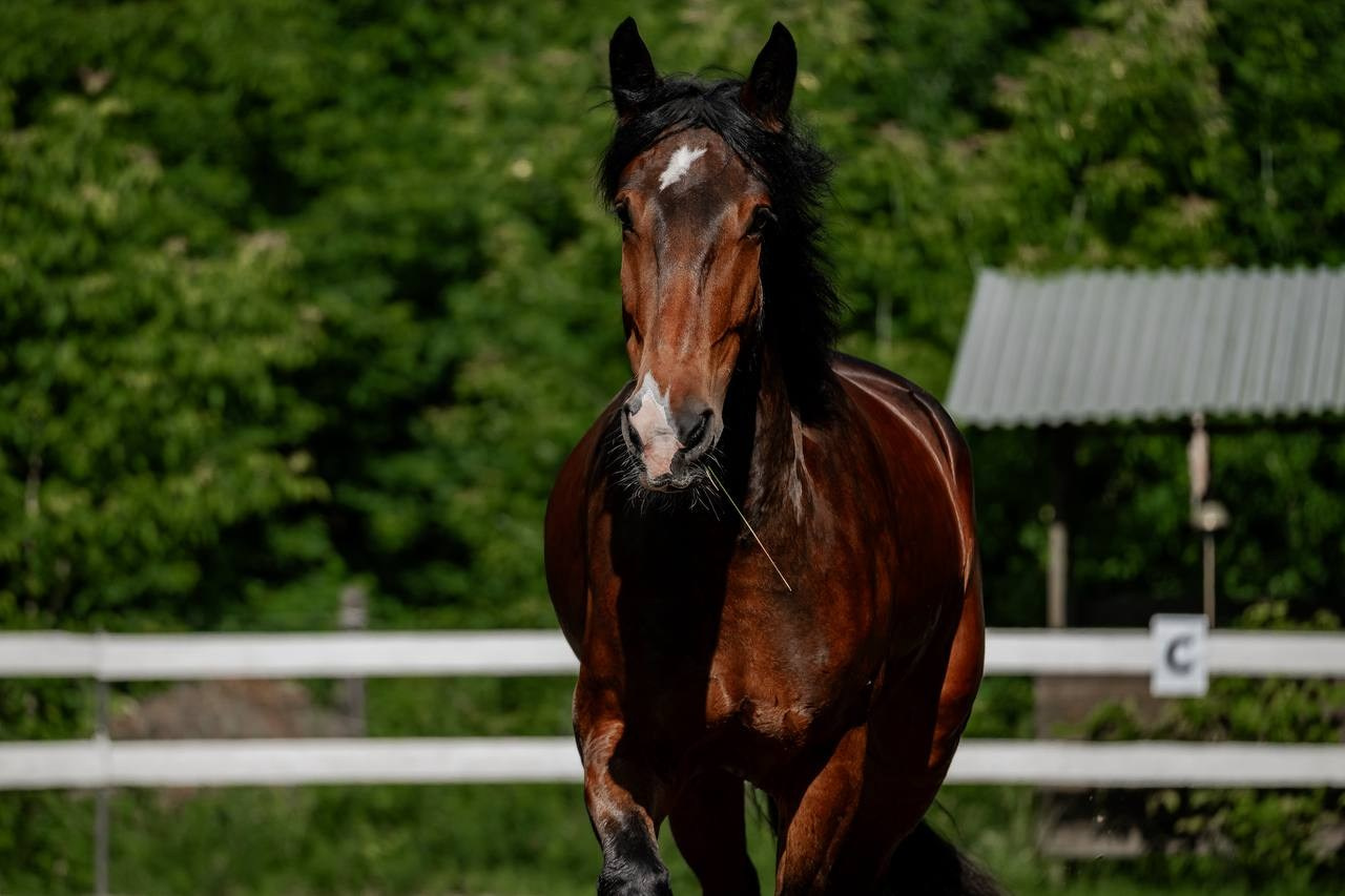 Нюра летом бегал. Куракина Дарья • Конный фотограф