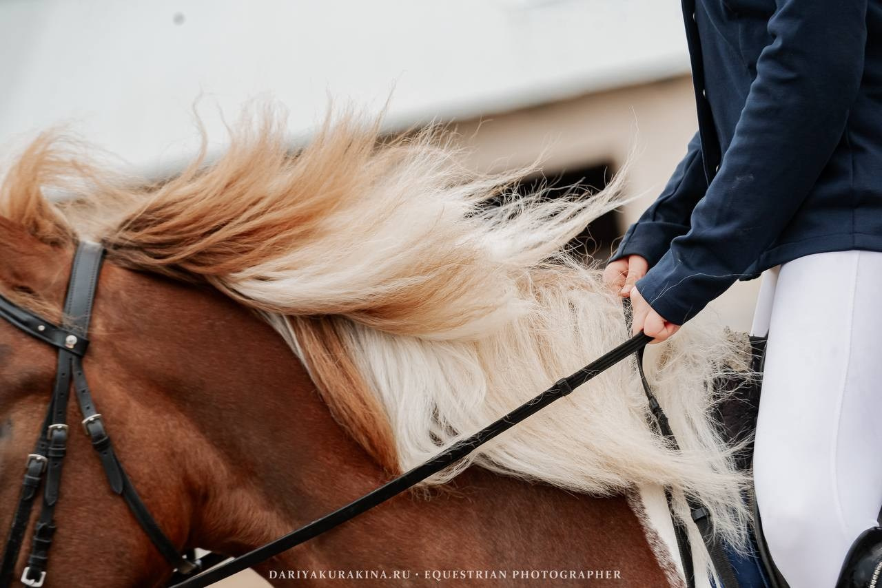 ЛЕТНИЙ КУБОК по КОНКУРУ, КСК «СОЗВЕЗДИЕ». Куракина Дарья • Конный фотограф