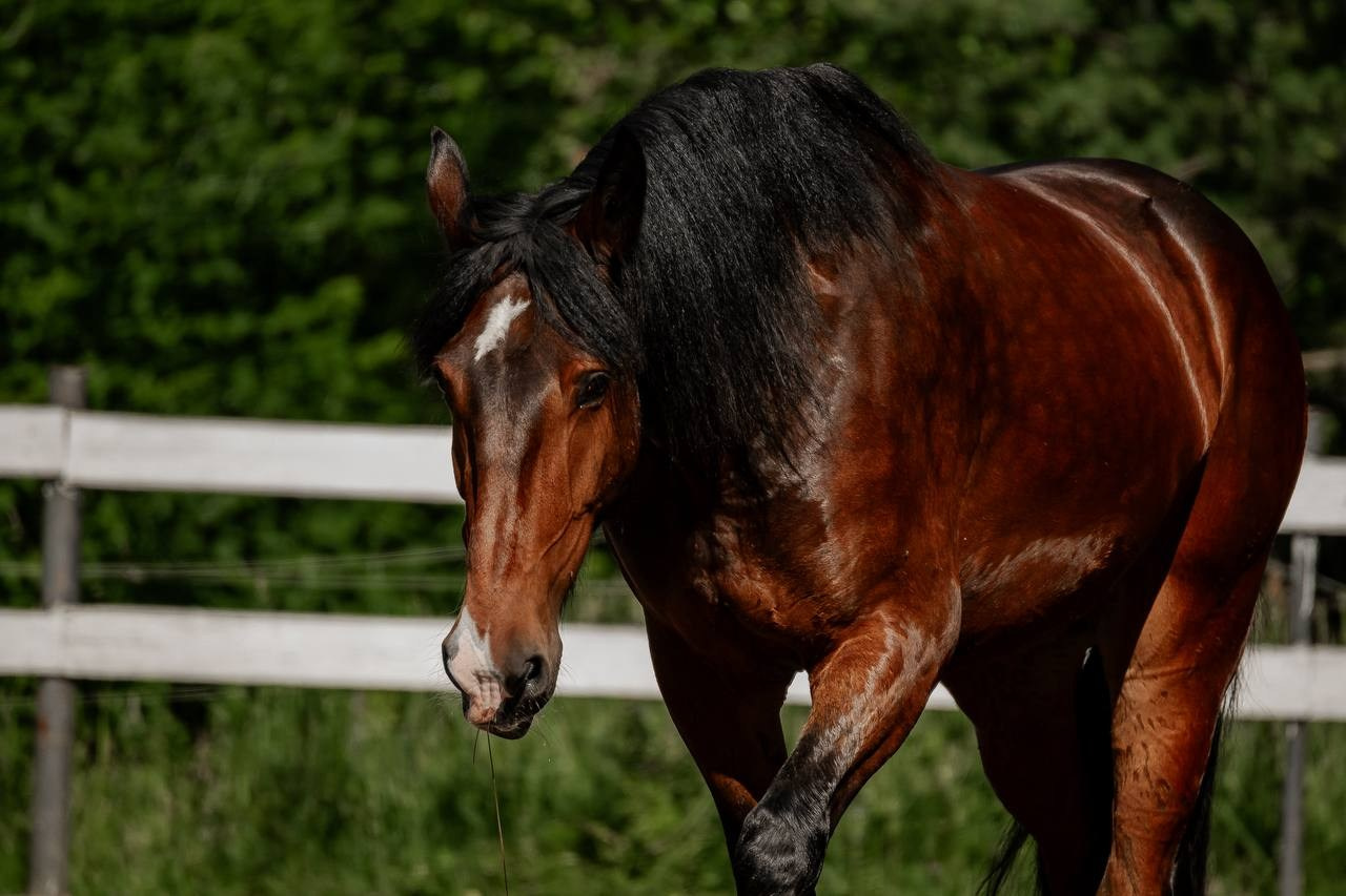 Нюра летом бегал. Куракина Дарья • Конный фотограф