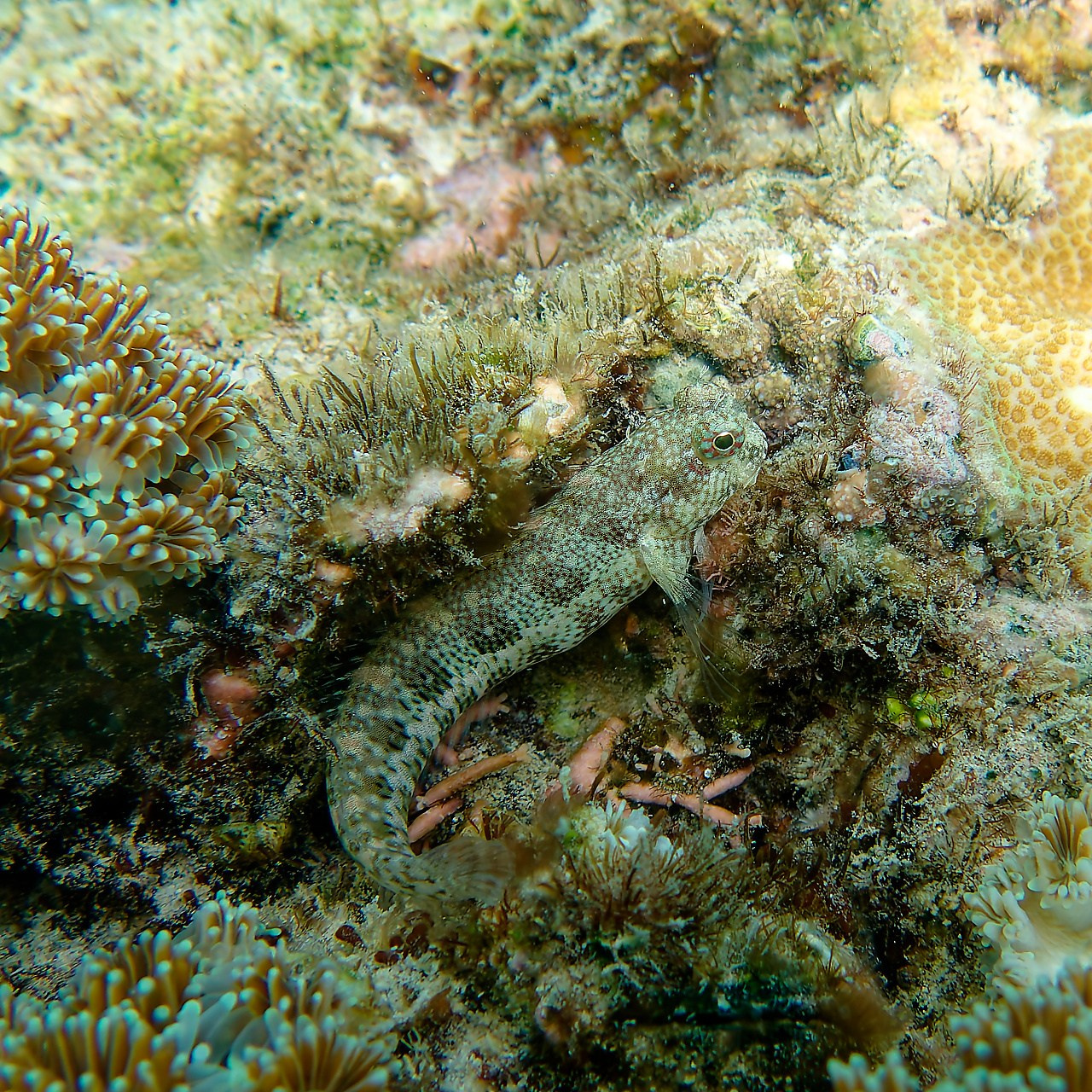 Мне посмотреть. Рыбов показываю