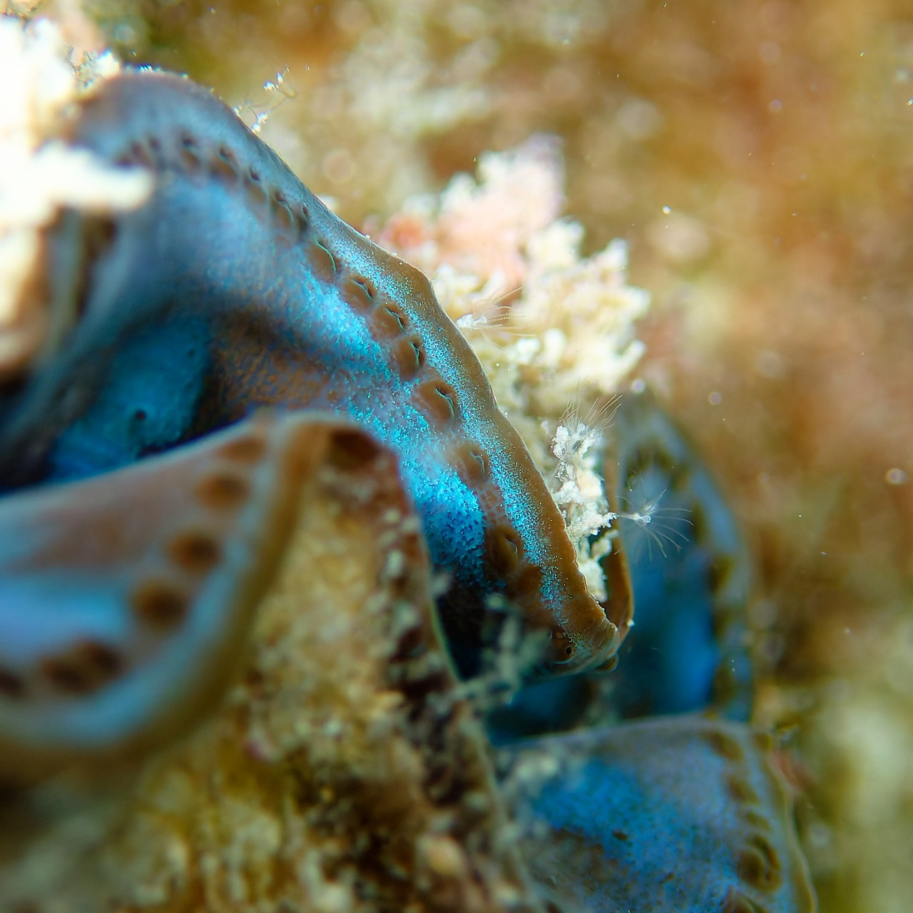 Мне посмотреть. Рыбов показываю