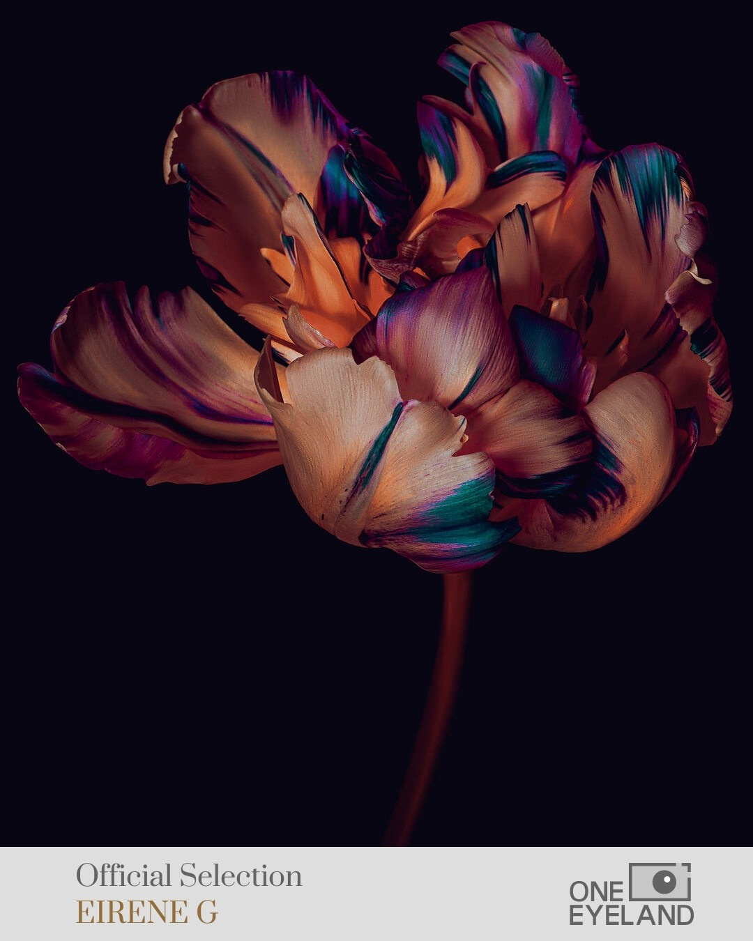 ONEEYELAND GALLERY. Eirene G |  Photoartist | Flowers from my garden