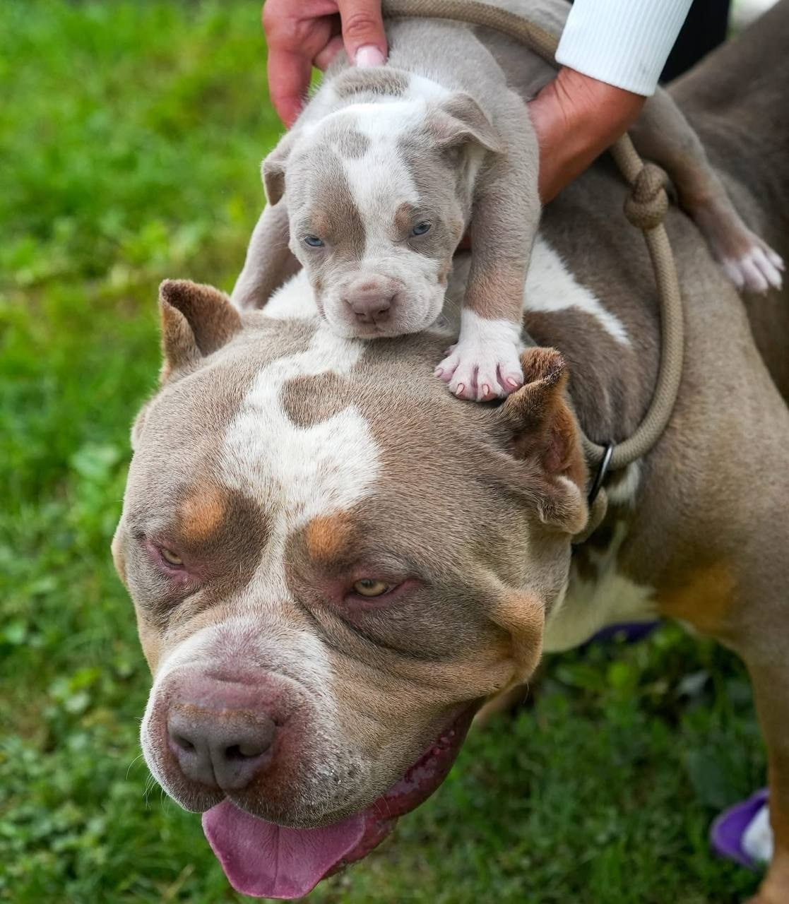 Mako’s GRANDBAR. Американские булли XL в г. Калининград. Питомник Great Bully UNIVERSE