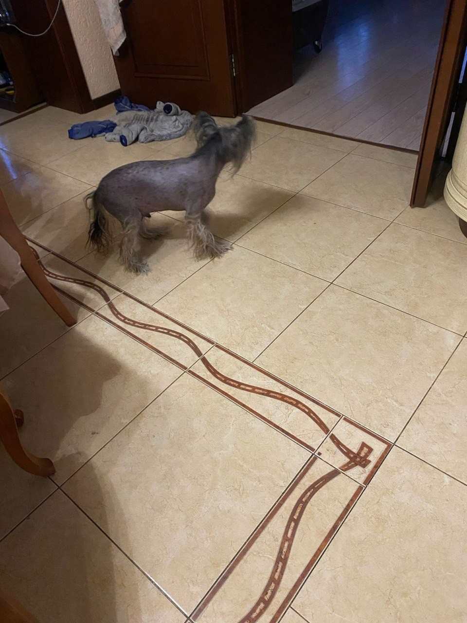 Нерону (Zlato Dinastii Neron) — 14 лет. Поздравляем тебя, наш знаменитый папа!. Питомник китайских хохлатых собак Poale Ell: купить щенка