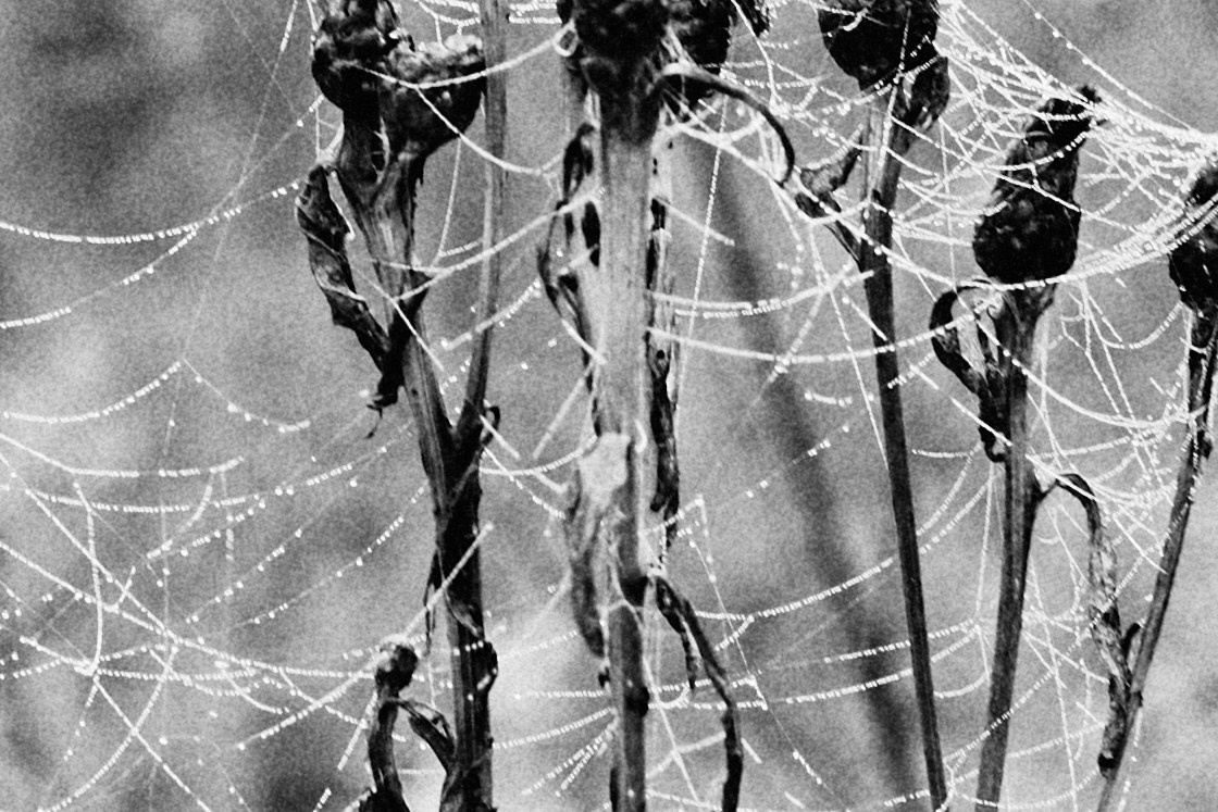 Fine Art. Photographer