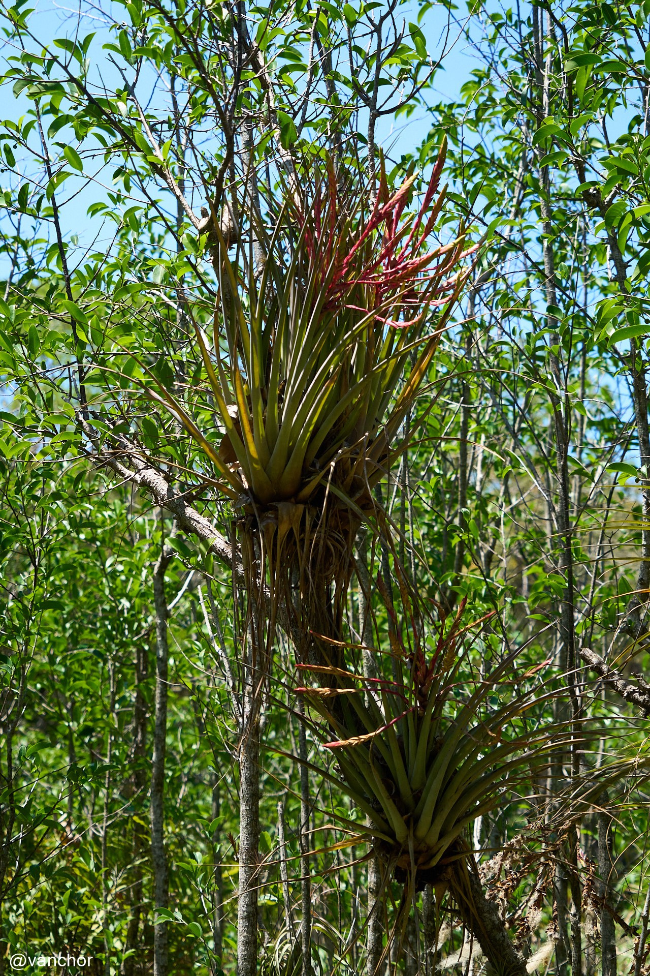 Куба. Сиенага де Сапата. Объектив бродяги