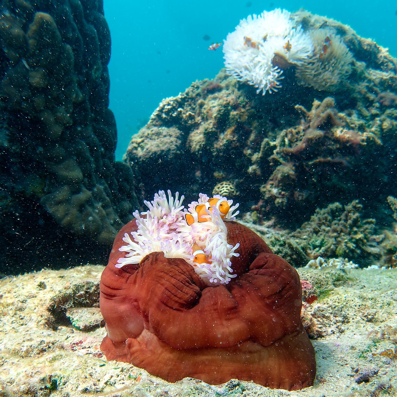 Мне посмотреть. Рыбов показываю