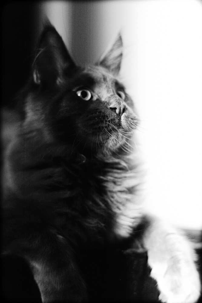 Домашние питомцы. Семейные фотографы в Екатеринбурге Анна и Александр A&A Best Foto