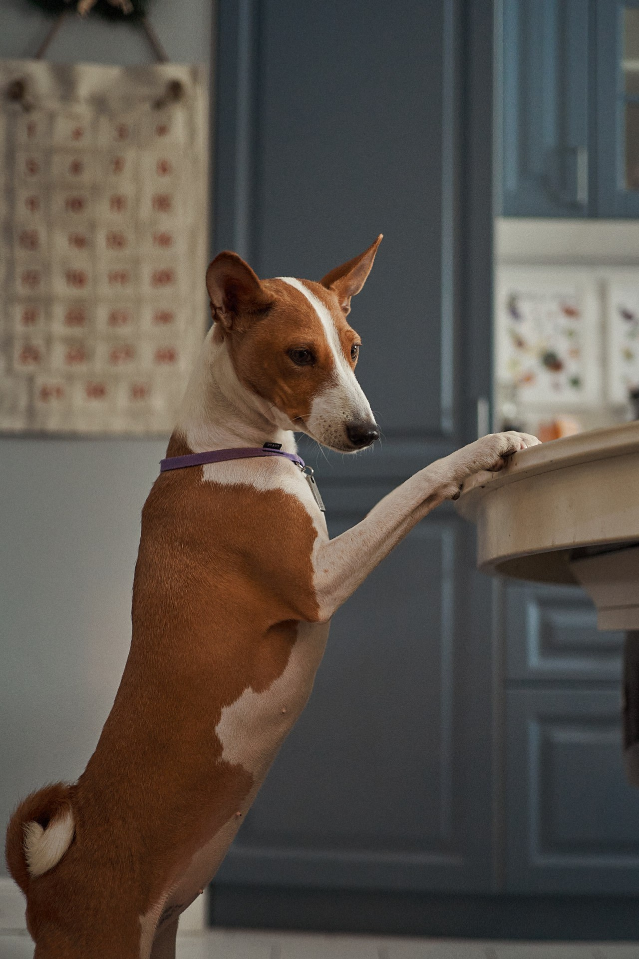 Аня, Майя и Пепси. Фотограф анималист Москва Дарья