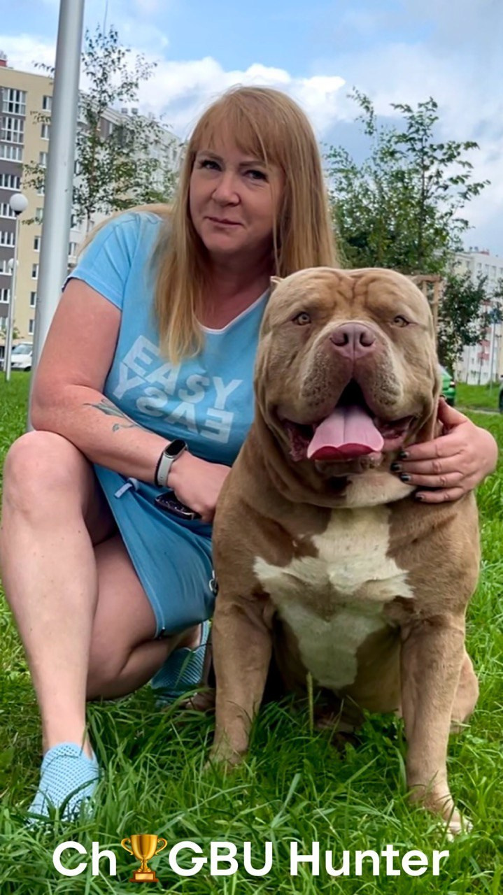 Наши собаки. Американские булли XL в г. Калининград. Питомник Great Bully UNIVERSE