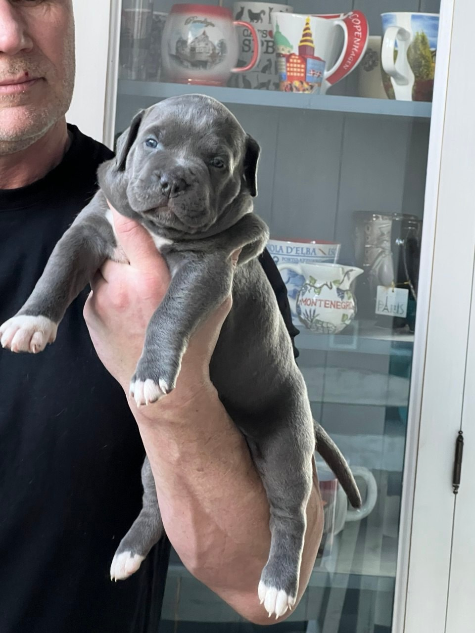 Детские. Американские булли XL в г. Калининград. Питомник Great Bully UNIVERSE