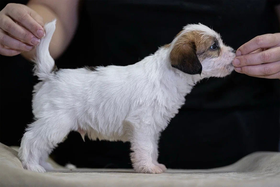 Кобель 1. Lovely-Orange питомник джек рассел терьеров