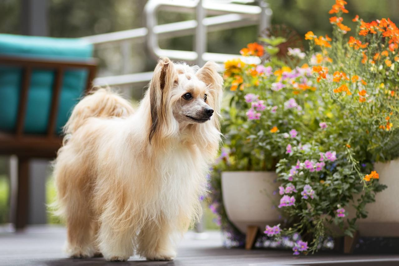 Poale Ell Veles. Chinese Crested Dog Kennel Poale Ell