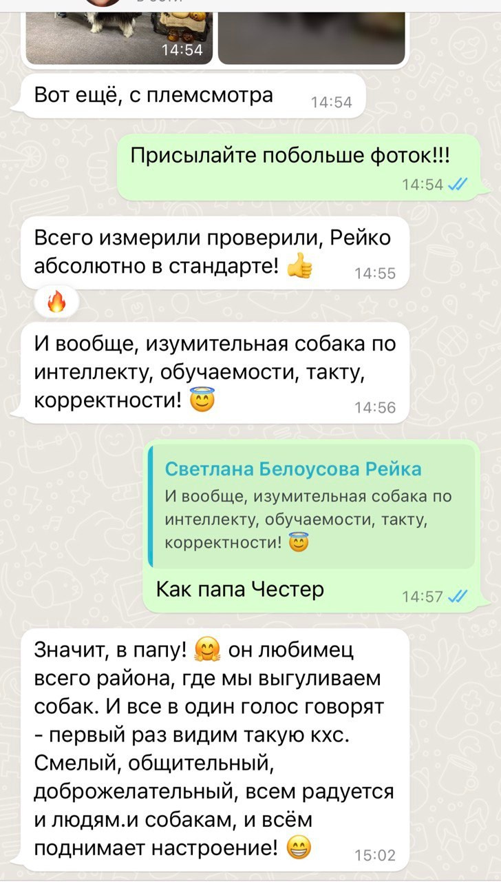 Рейко сынок Честера. Питомник китайских хохлатых собак Poale Ell: купить щенка в питомнике