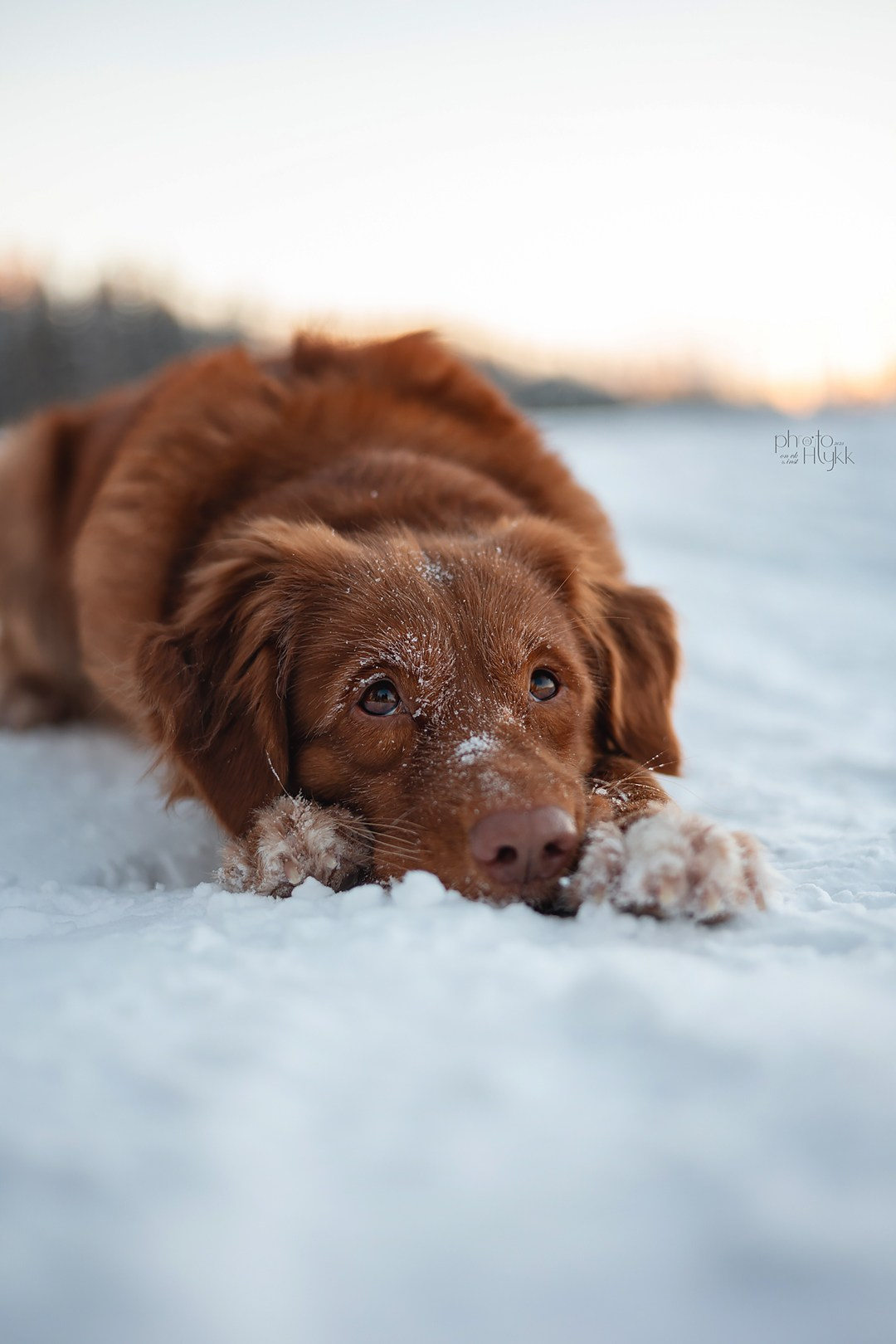 Толлер Эста. Htykk_photo