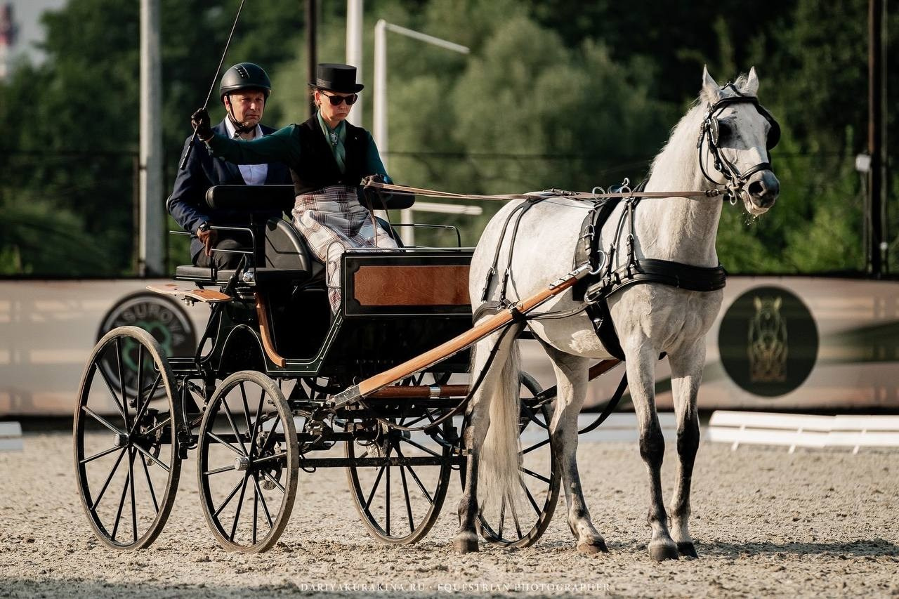 Чемпионат по ДРАЙВИНГУ. Куракина Дарья • Конный фотограф