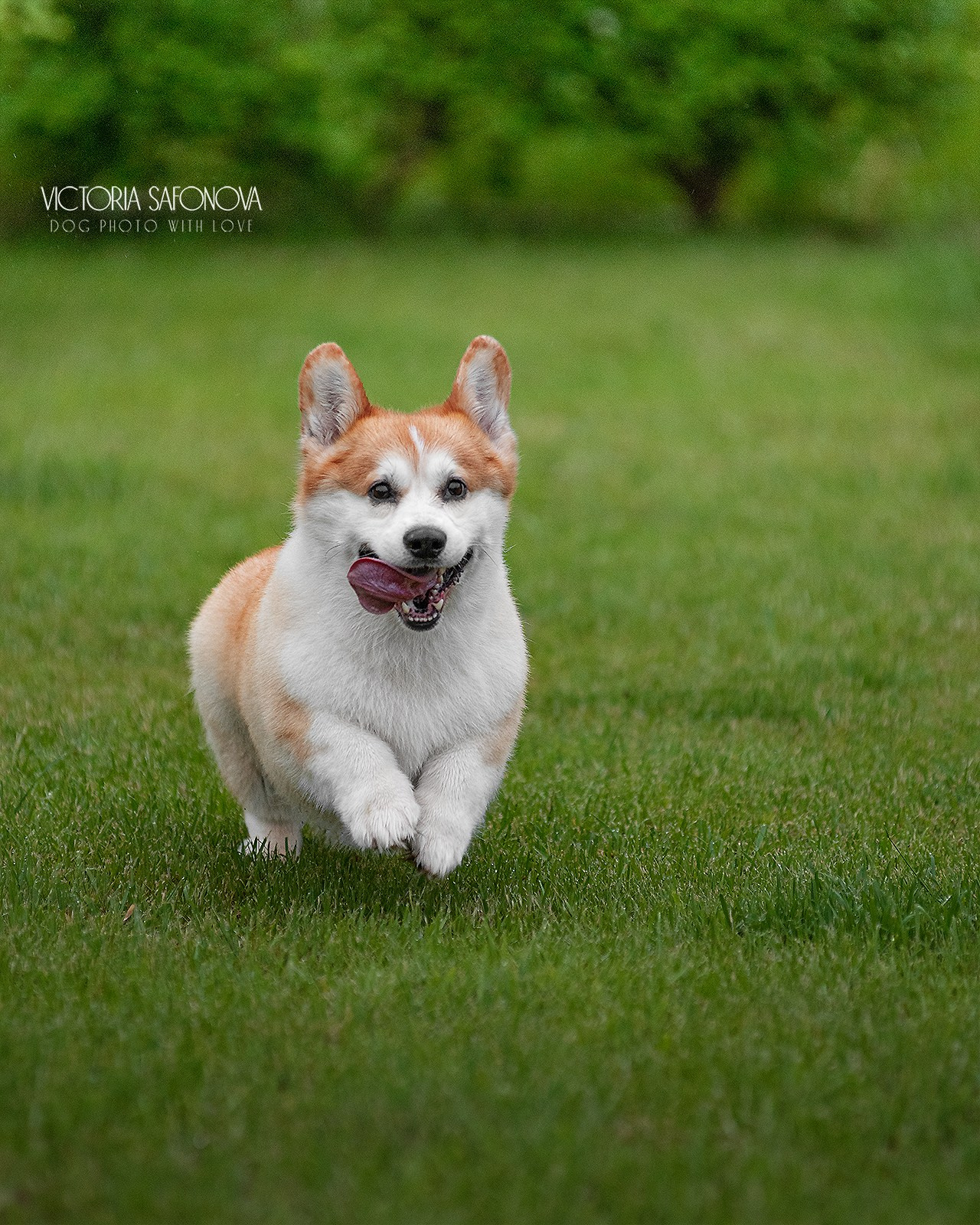 Локи 08.06.2023. Фотограф анималист Благовещенск. Сафонова Виктория
