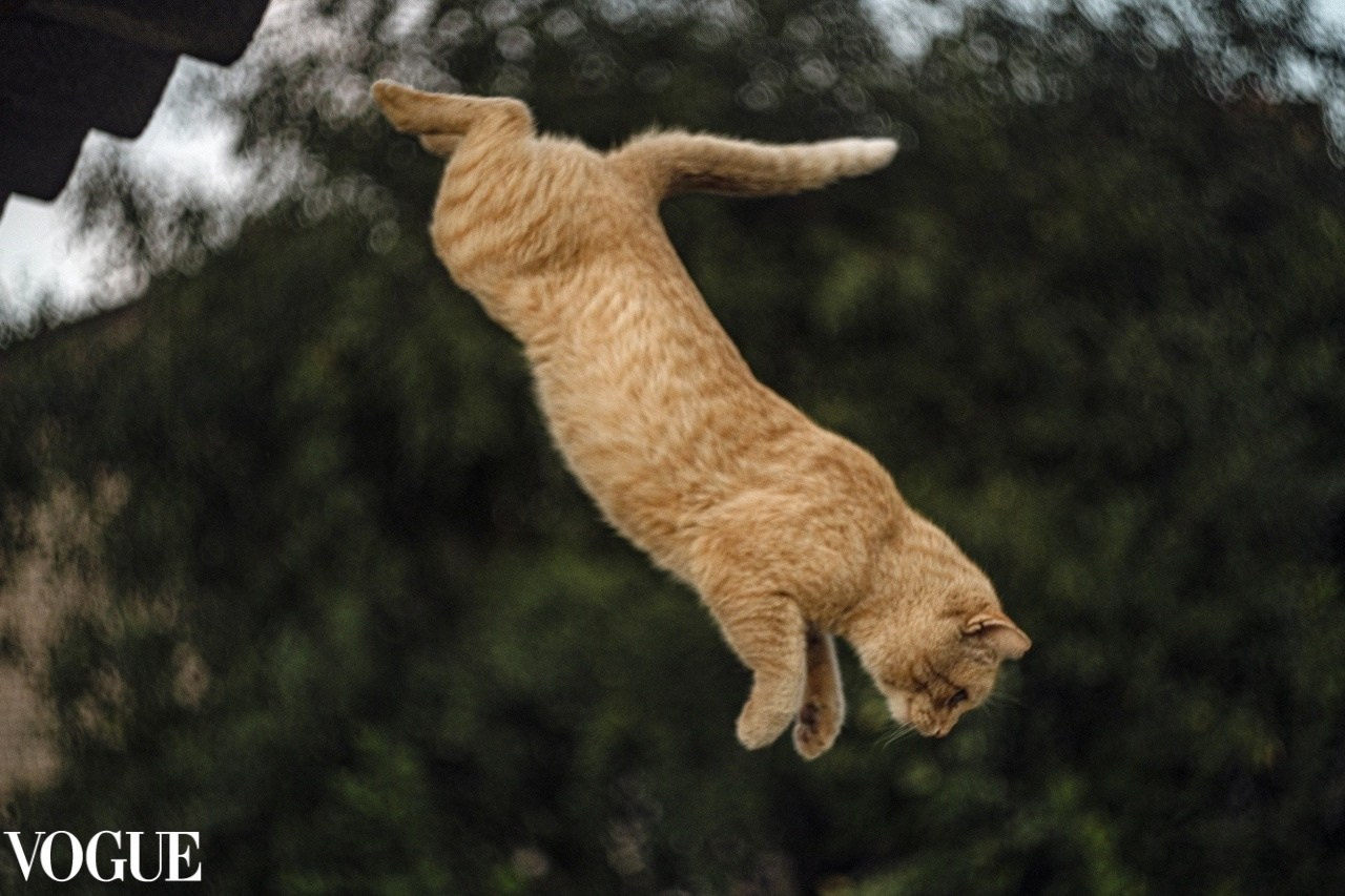 PhotoVogue. Фотографии Лены Соколовой