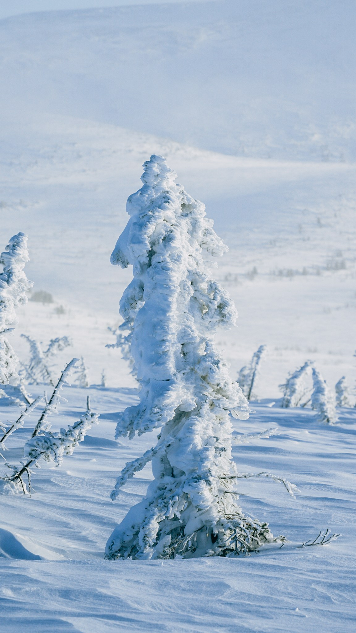 Приисковое. Человек с фотокамерой