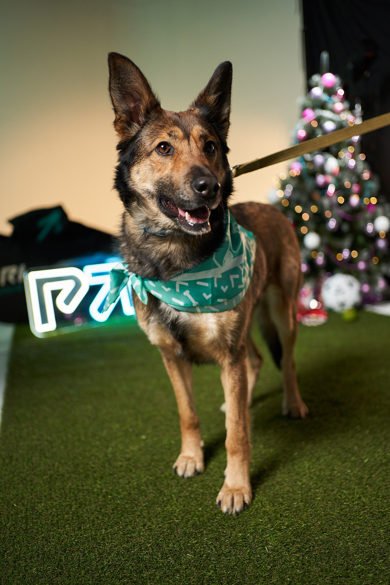 Проект «Андердоги» для коллаборации Фонда «Рэй», Sports.ru, Пари. Фотограф анималист Москва Дарья