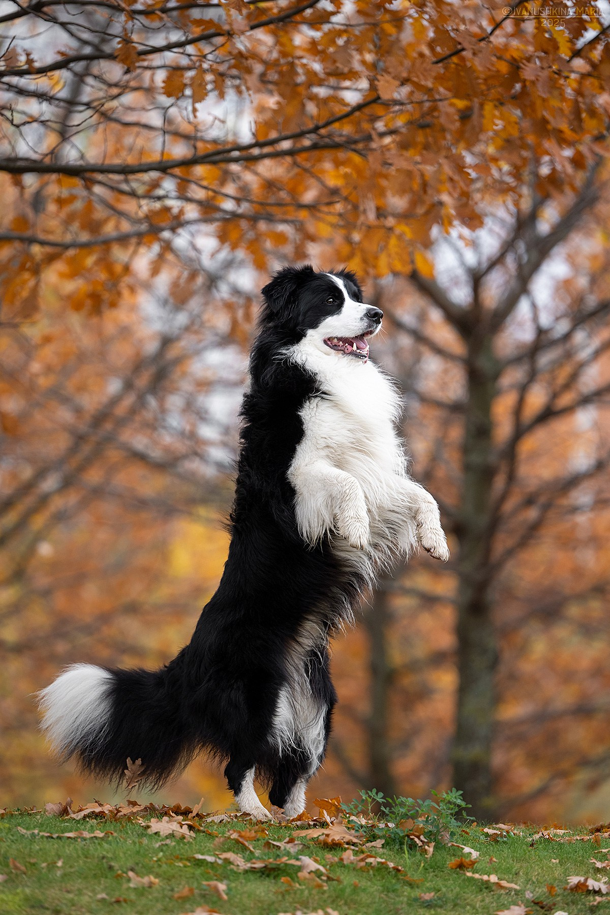 Фотограф-анималист. Фотограф собак в Москве и Московской области Иванушкина Мария