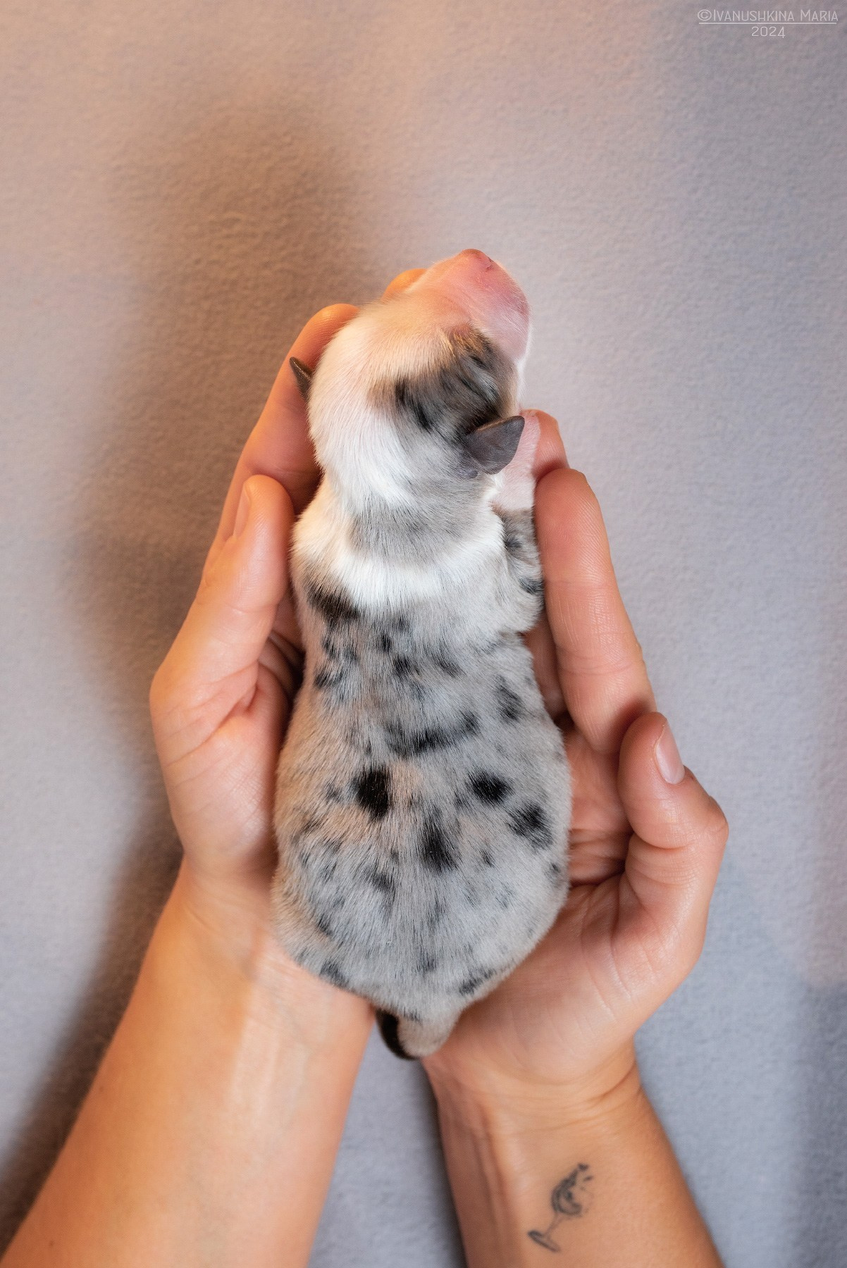 Ньюборн фотосессия щенков. Фотограф собак в Москве и Московской области Иванушкина Мария