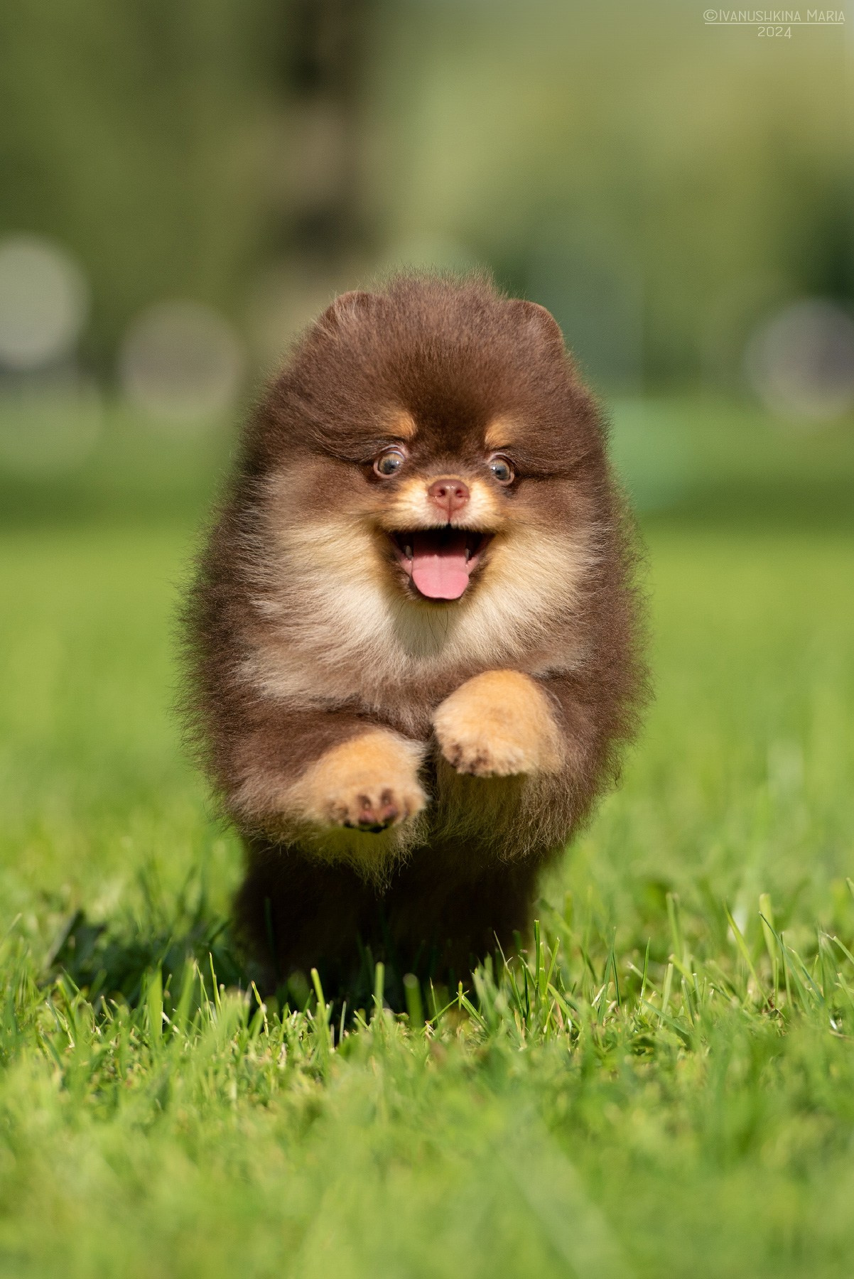 Фотосессия щенков на продажу. Фотограф собак в Москве и Московской области Иванушкина Мария