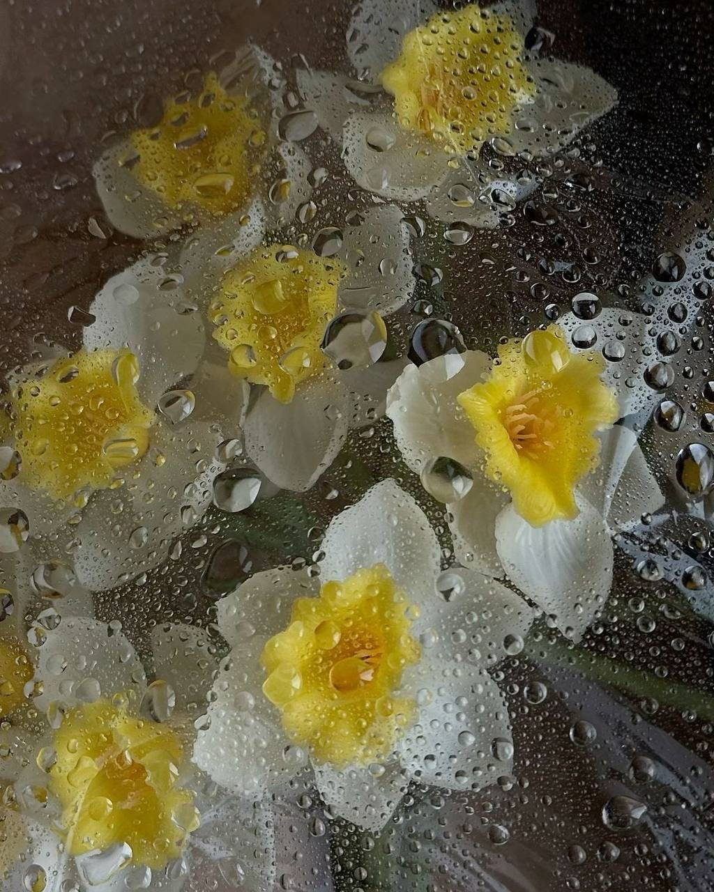 Тюльпаны. Фотограф НатаФото (Наталья Яковенко) Дмитров Москва Питер