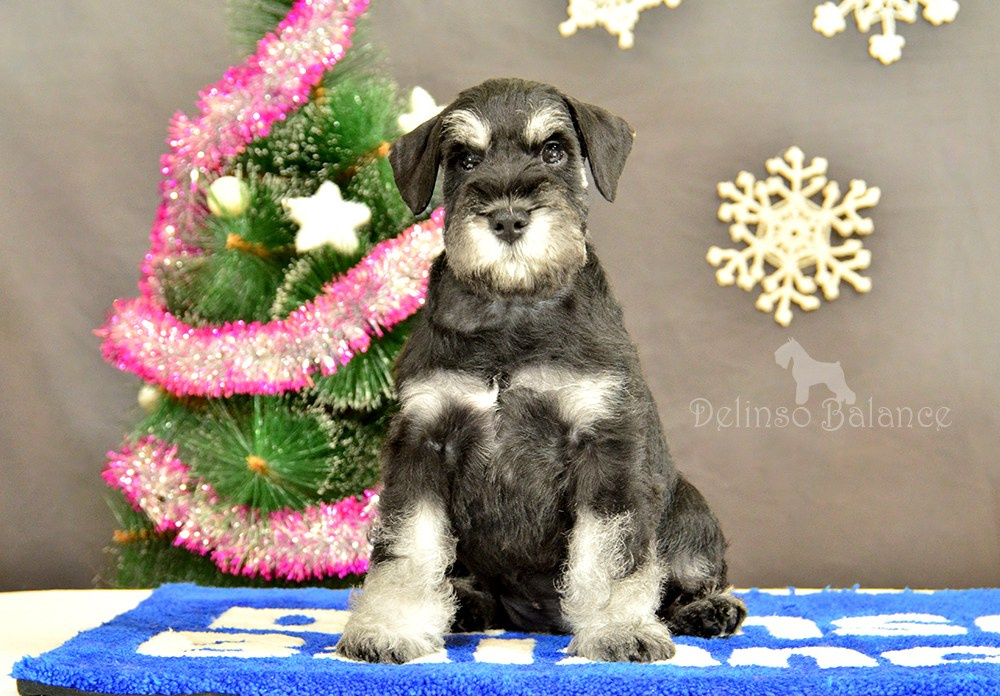 Делинсо Бэлэнс Ямира Лоис💛