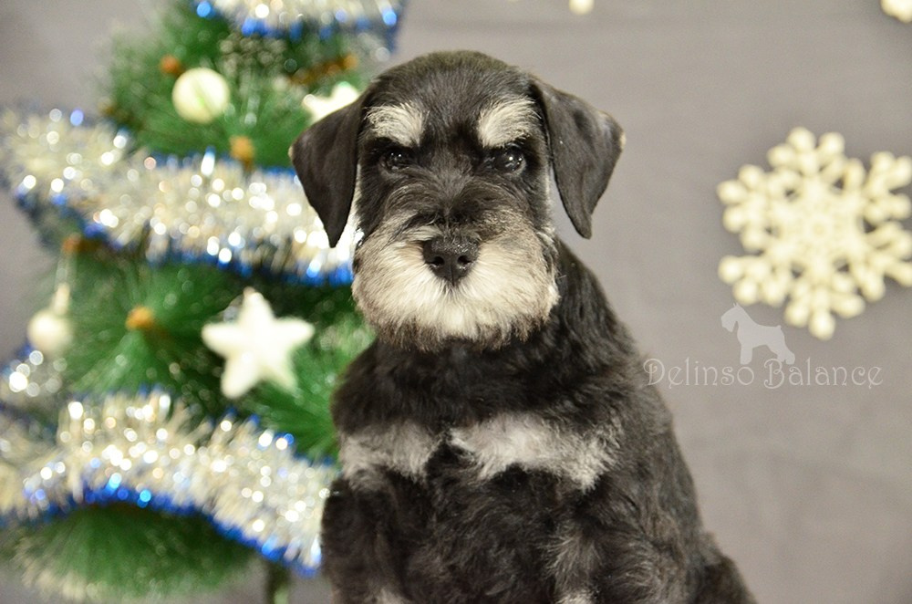 #питомникцвергшнауцеров #делинсобэлэнс #щенокцвергшнауцера