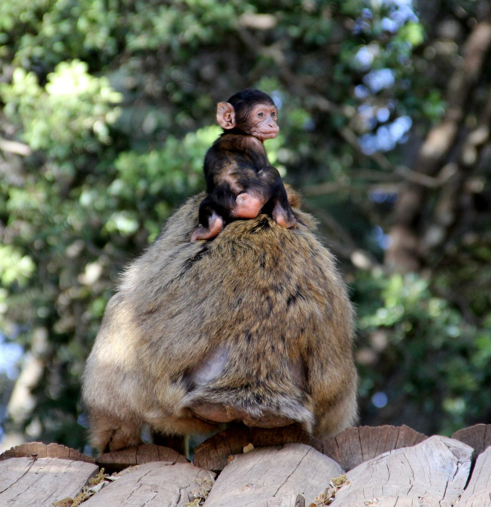 Калейдоскоп путешествий. Семейный и детский фотограф. Москва. Пронина Тома