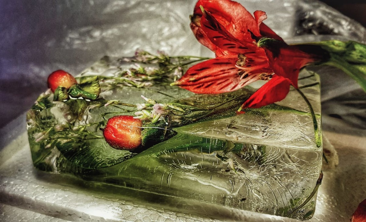 замороженные цветы