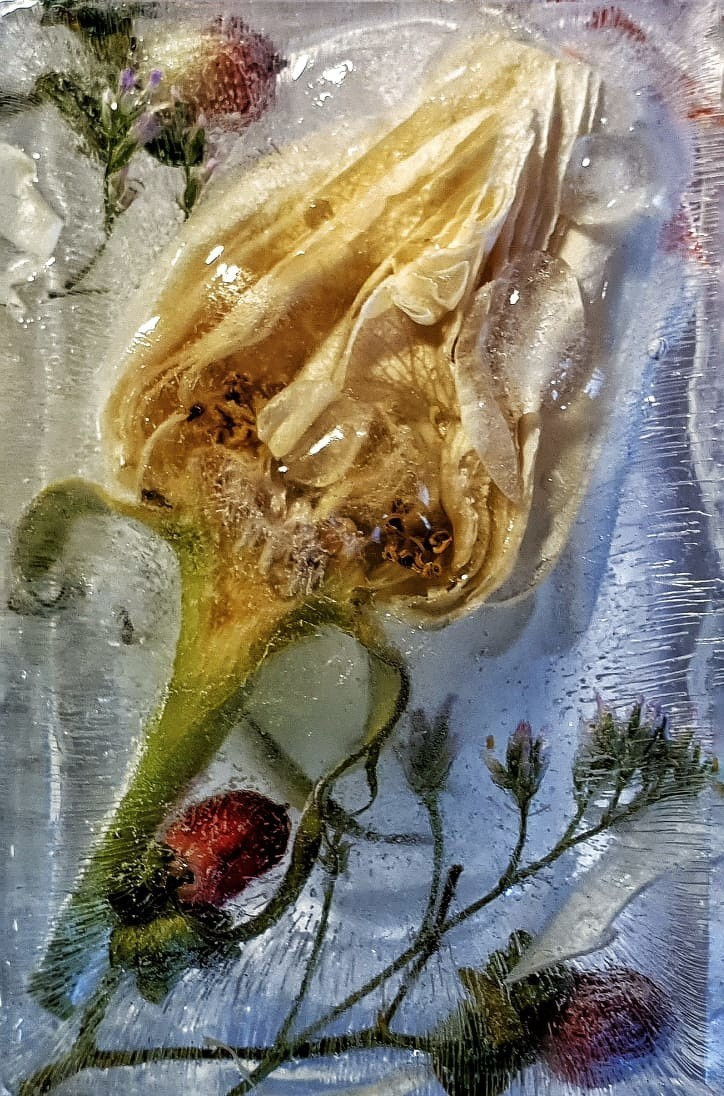 замороженные цветы