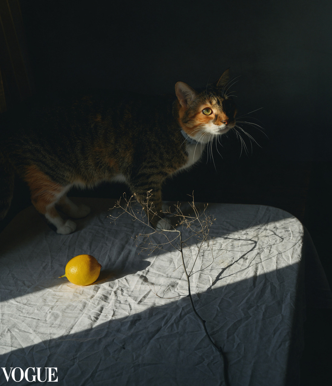 Photovogue. Фотограф Елена Хазина, Рязань