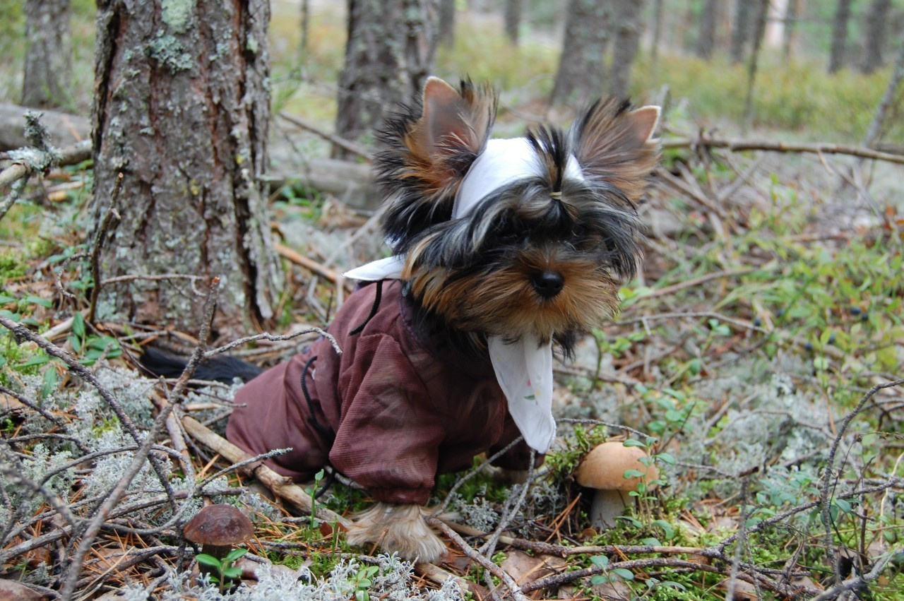 Щенки|PUPPY. Питомник Йоркширских терьеров Дэнстайл в Санкт-Петербурге заводчик Тих