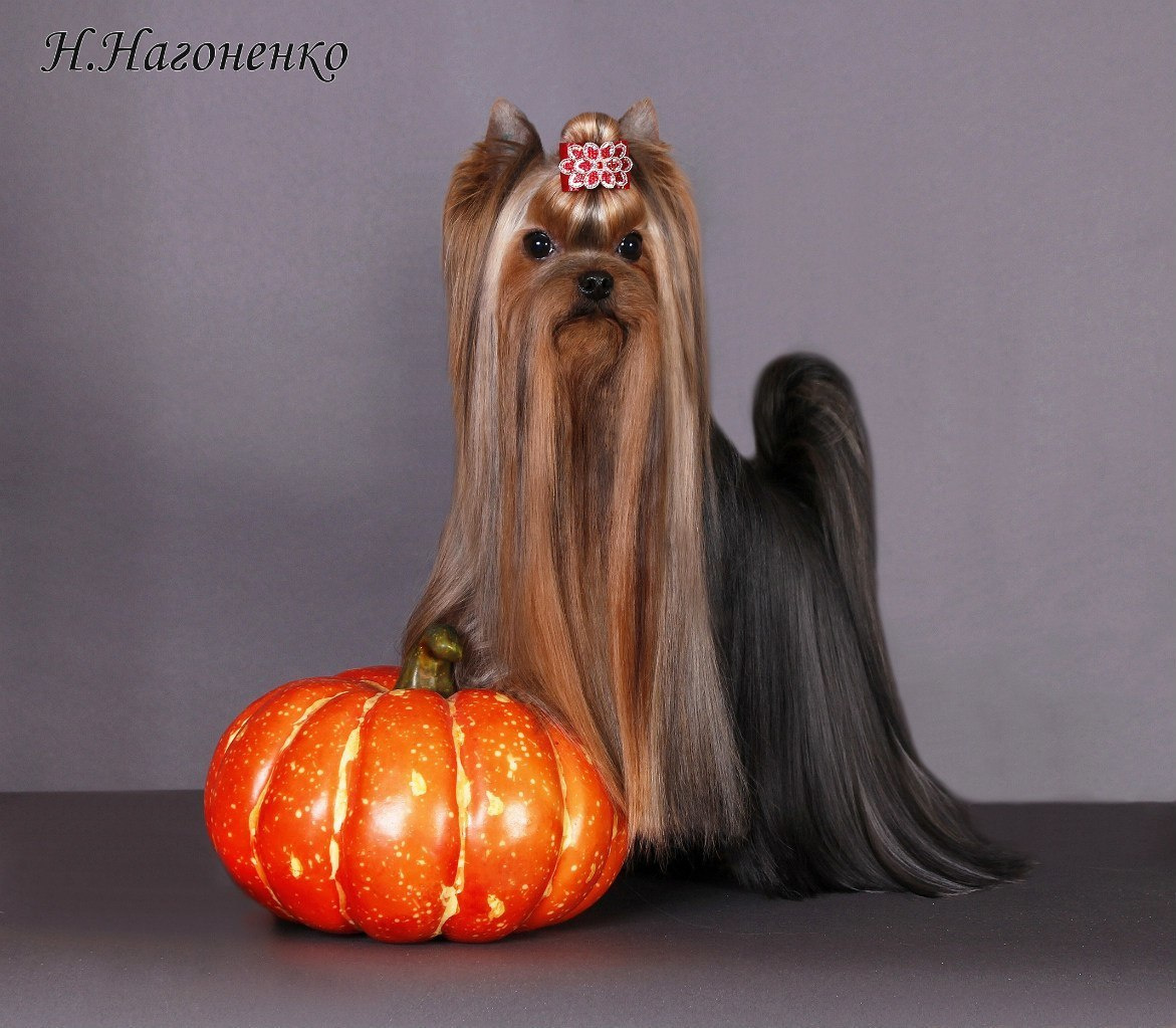 Кобели|MALES. Питомник Йоркширских терьеров Дэнстайл в Санкт-Петербурге заводчик Тих