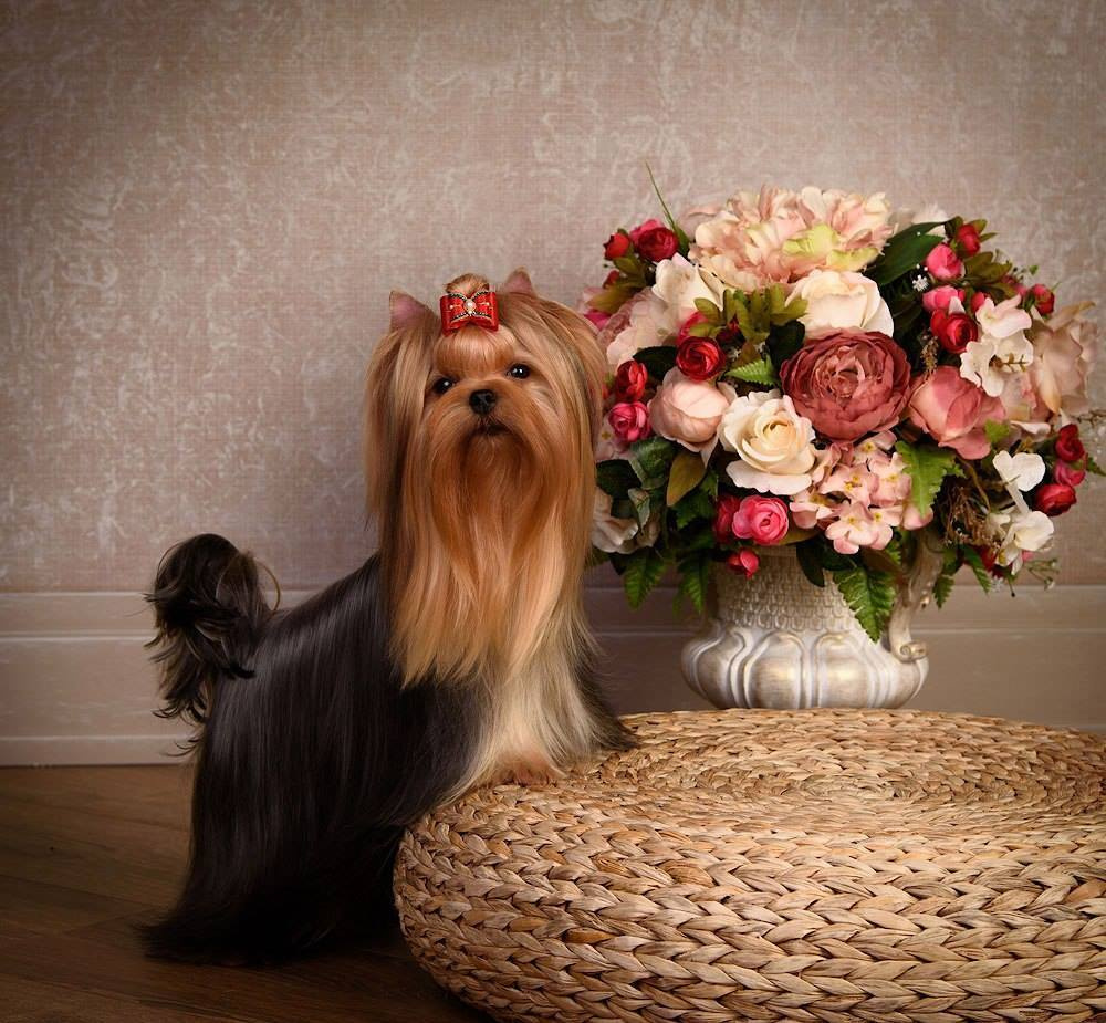 Суки|FEMALES. Питомник Йоркширских терьеров Дэнстайл в Санкт-Петербурге заводчик Тих