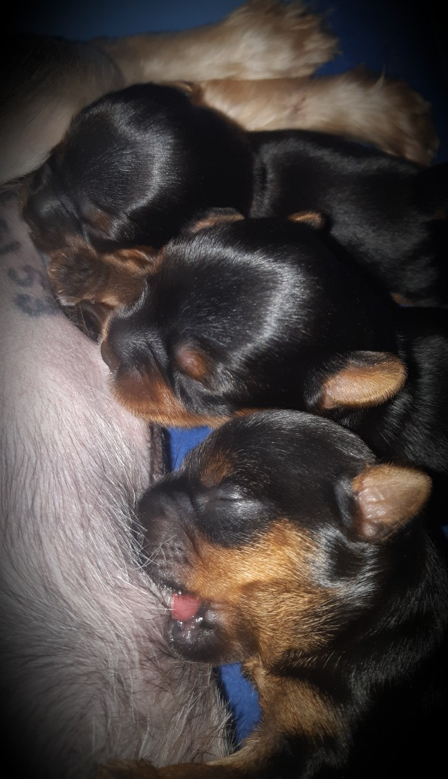 Щенки|PUPPY. Питомник Йоркширских терьеров Дэнстайл в Санкт-Петербурге заводчик Тих