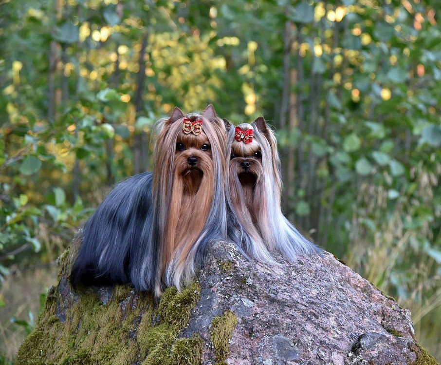 Суки|FEMALES. Питомник Йоркширских терьеров Дэнстайл в Санкт-Петербурге заводчик Тих