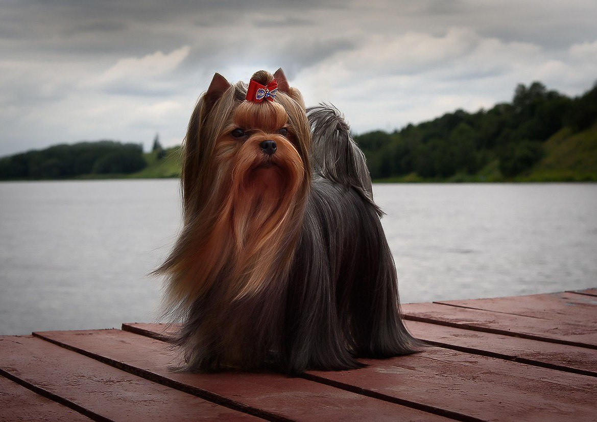 Кобели|MALES. Питомник Йоркширских терьеров Дэнстайл в Санкт-Петербурге заводчик Тих