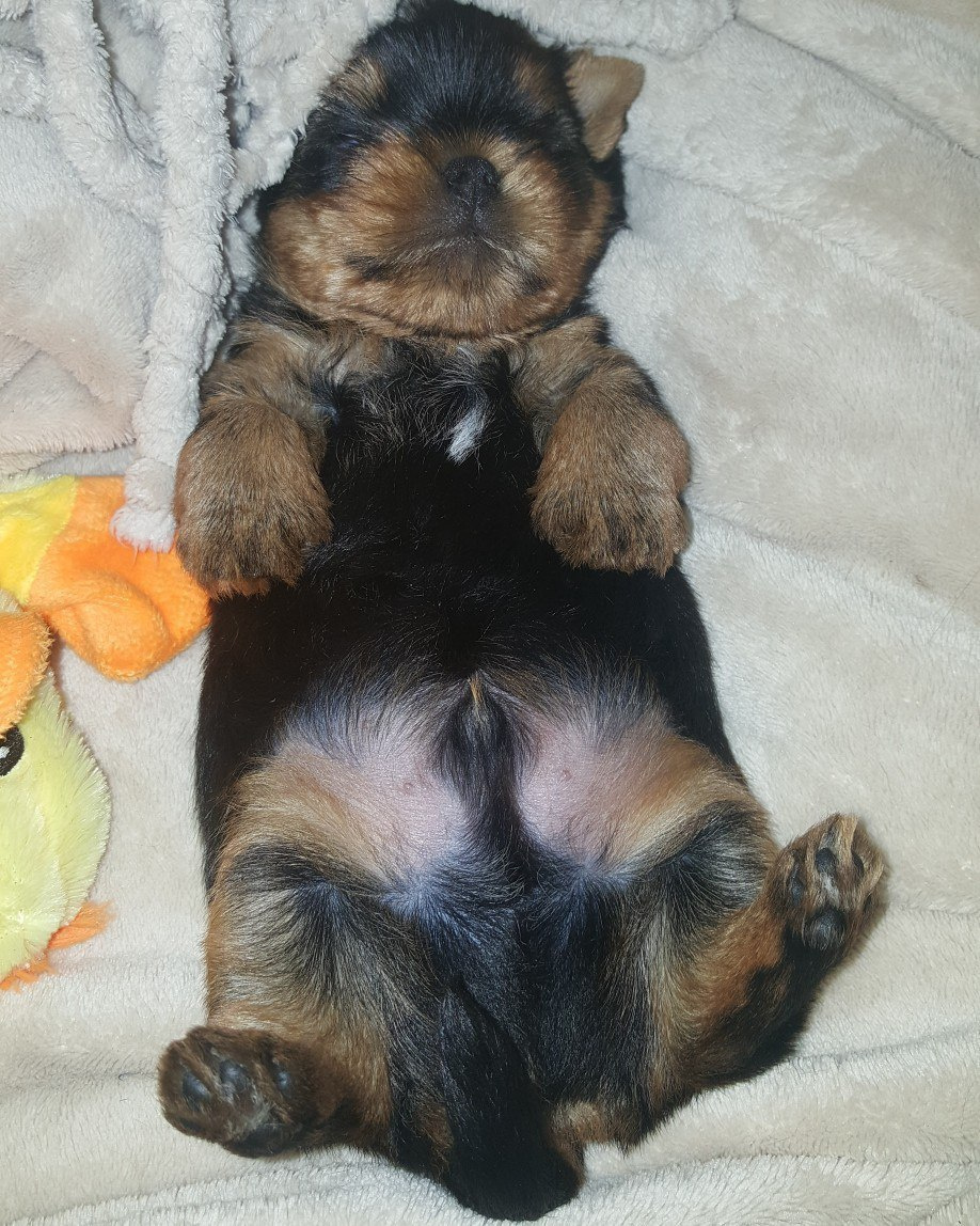 Щенки|PUPPY. Питомник Йоркширских терьеров Дэнстайл в Санкт-Петербурге заводчик Тих