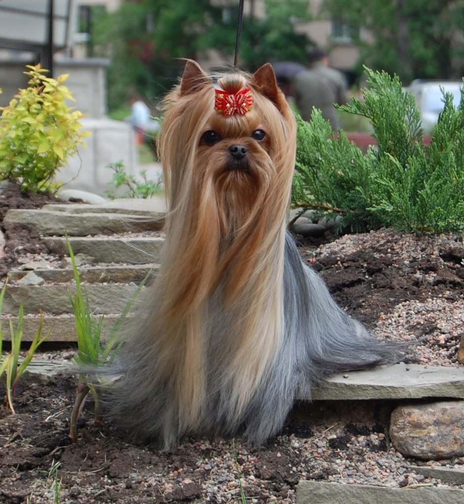 Кобели|MALES. Питомник Йоркширских терьеров Дэнстайл в Санкт-Петербурге заводчик Тих