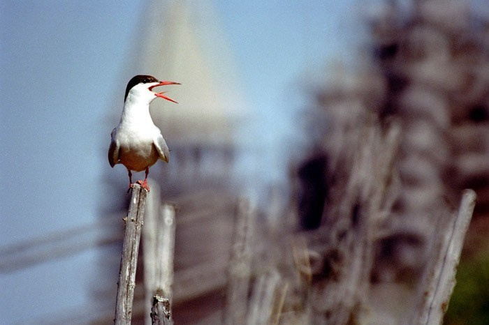 LANDSCAPE. Portrait and business photographer in Moscow Andrey Nikolsky