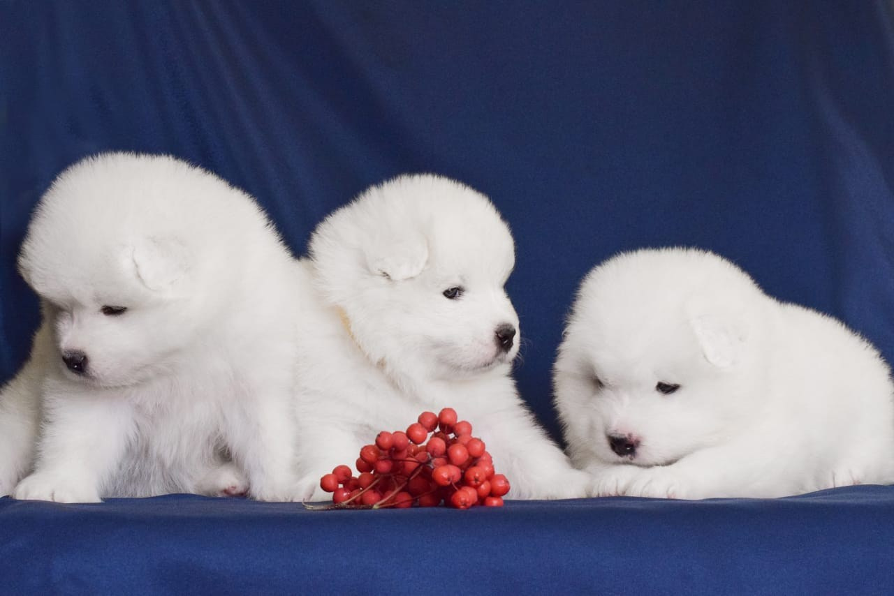 Помет «К» 17.09.2021 д. р. Самоед Новосибирск