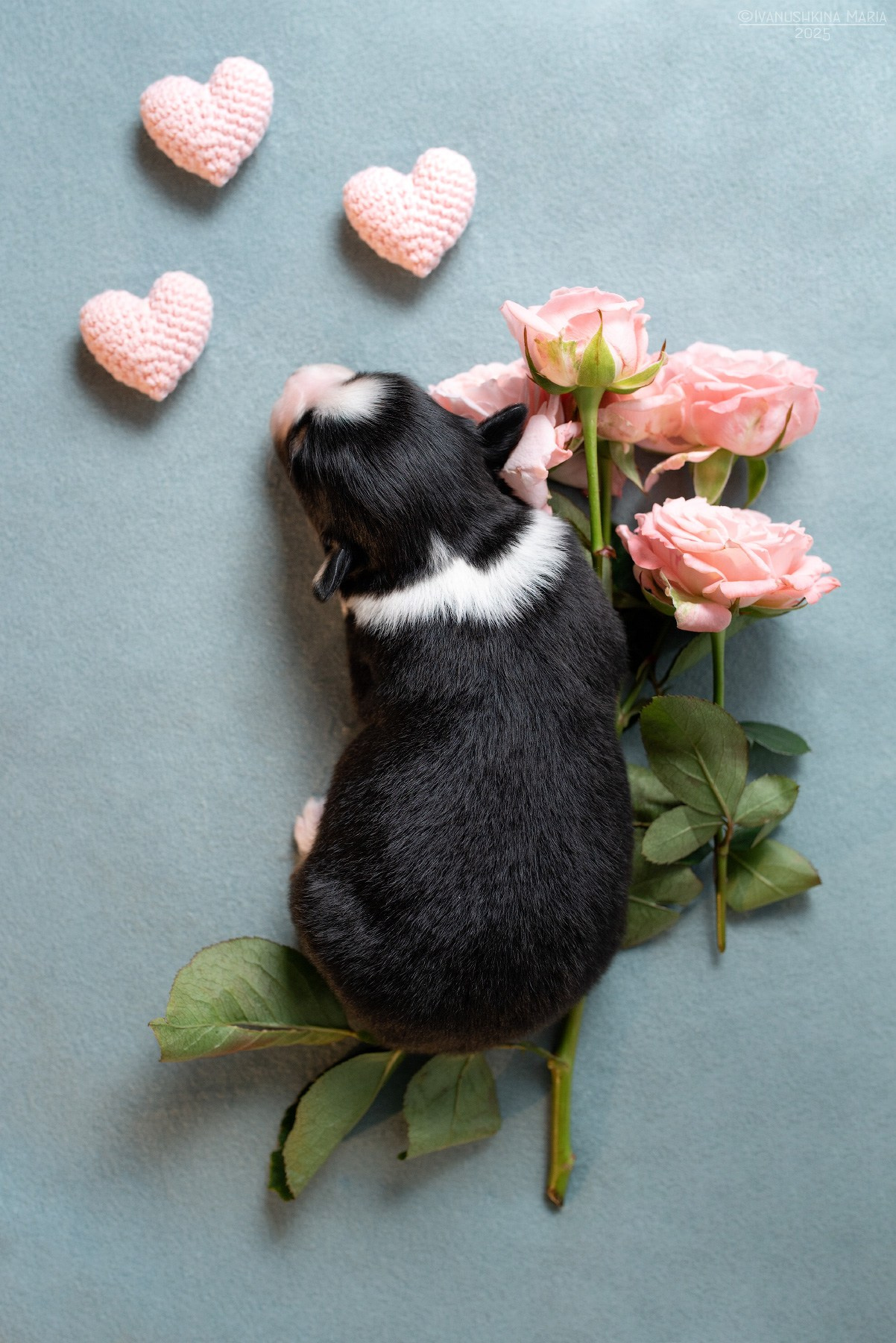 Ньюборн фотосессия щенков. Фотограф собак в Москве и Московской области Иванушкина Мария