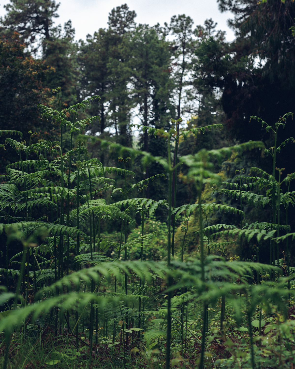 Абхазия в объективе: путешествие рекламного фотографа из Гуанчжоу. Коммерческий и предметный фотограф в Гуанчжоу Коваленко Александр