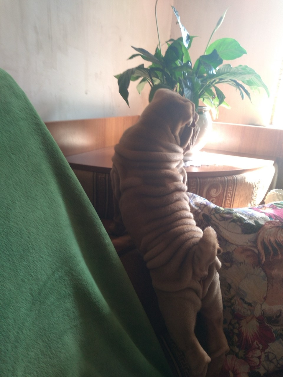 Купить Шарпей Пермь, Купить Шарпея Пермь, Купить щенка Шарпей Пермь, ТОП питомник Шарпеев Пермь, Питомник Шарпей  Пермь, 