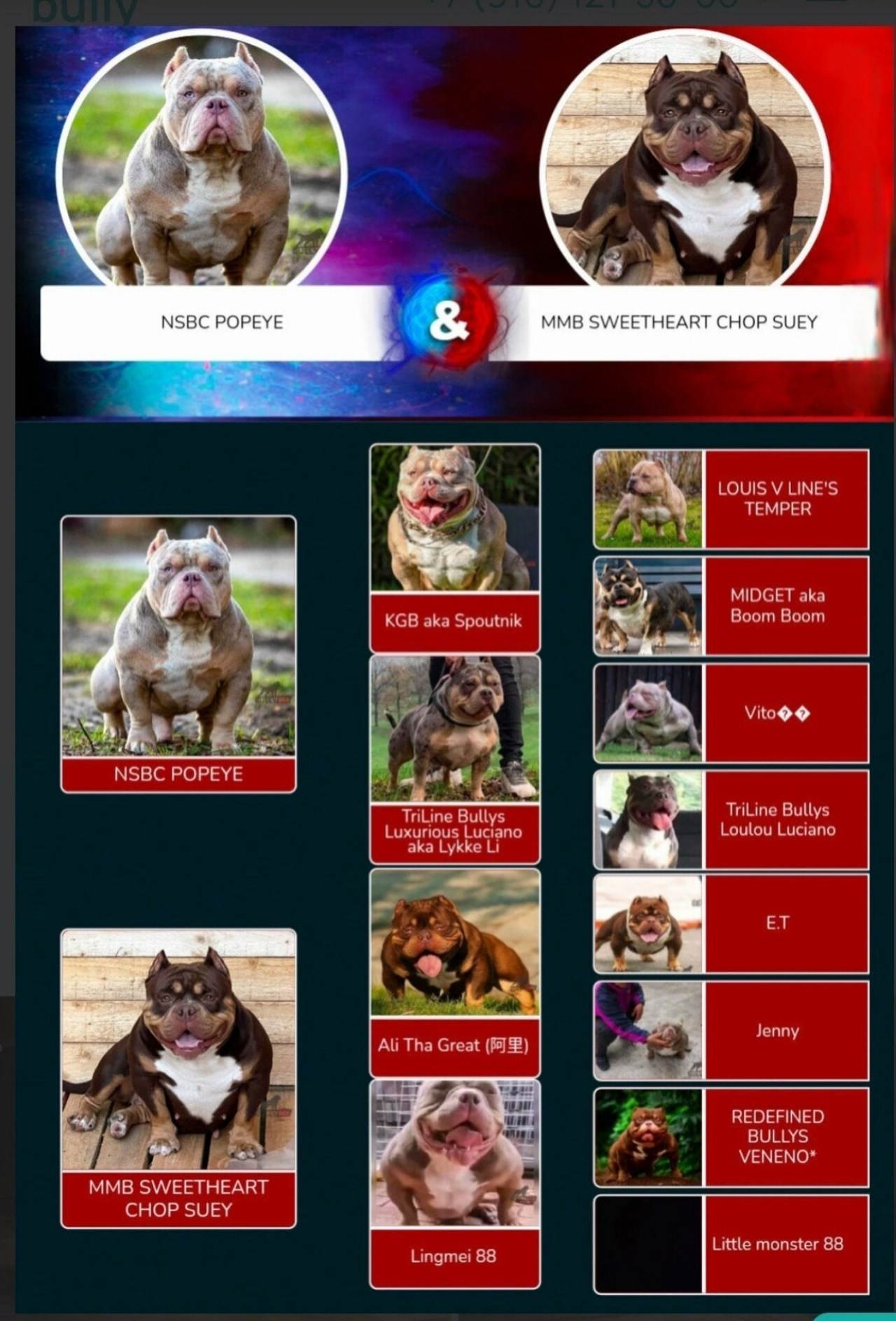 Купить Французского Бульдога Казань, Купить щенка Французского бульдога Казань, Питомник Французских Бульдогов Казань,  Питомник Французский Бульдог Казань, 